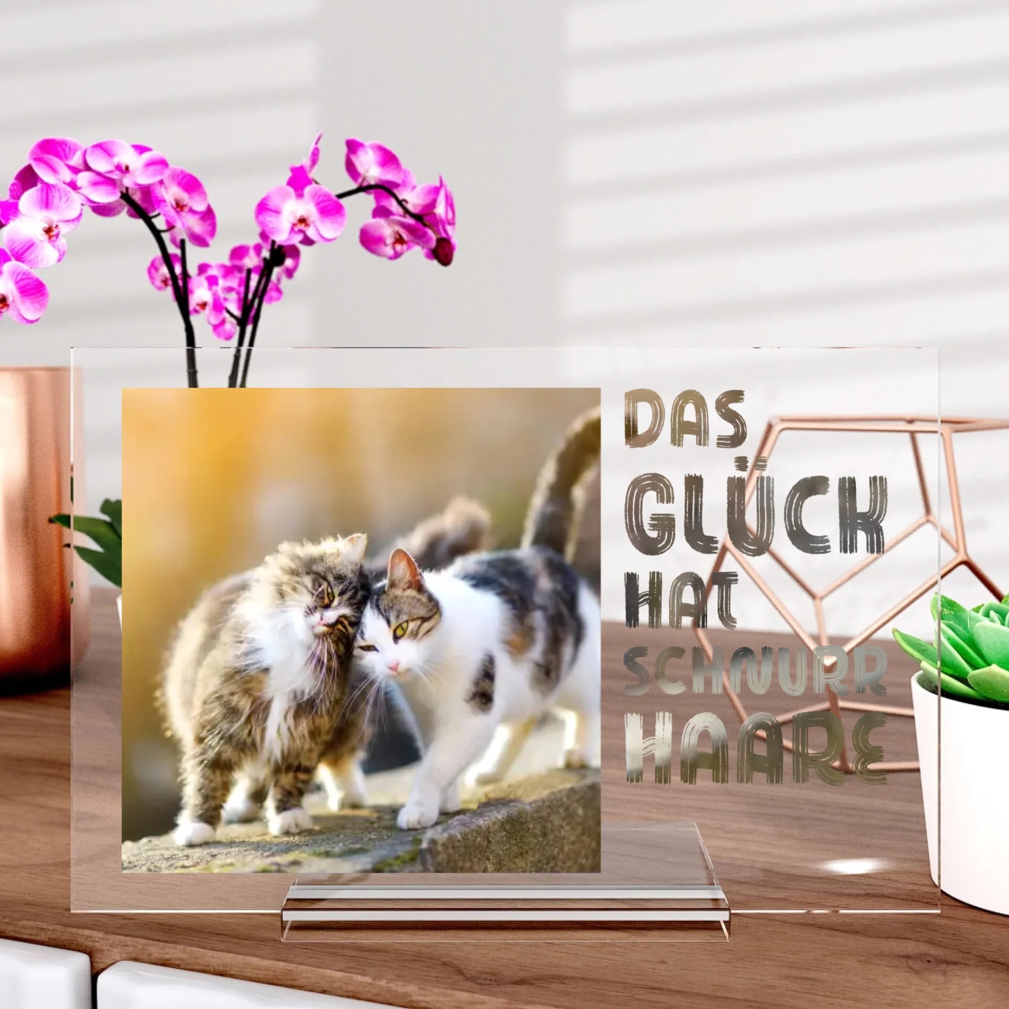 Katzenliebe