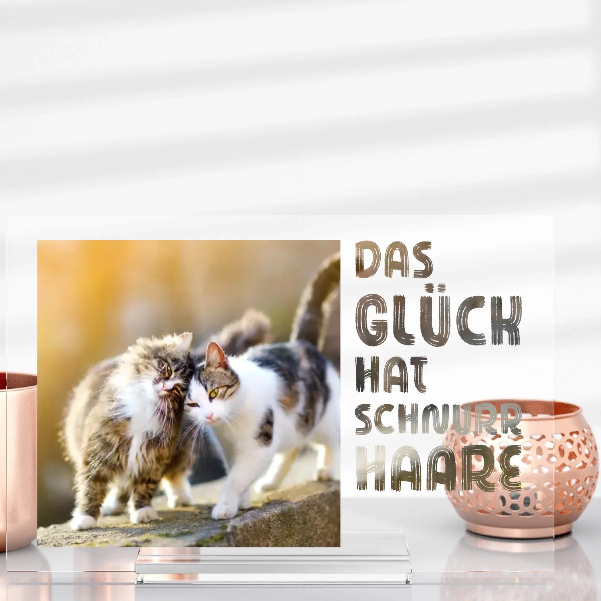 Katzenliebe